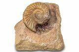 Jurassic Ammonite (Parkinsonia) Fossil - Sengenthal, Germany #279301-1